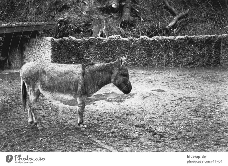 wet donkey Gray Zoo Wet Pet Grief Animal Loneliness Enclosure Captured Wall (barrier) Pelt Hoof House (Residential Structure) Puddle Rain Black & white photo