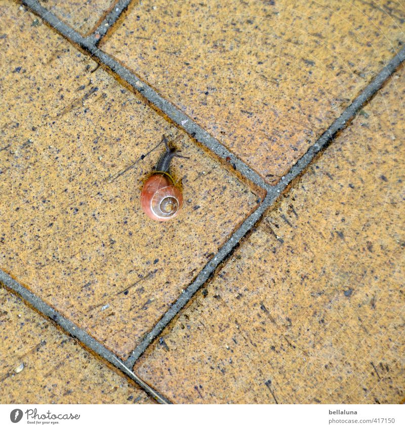 Always long on the wall - or on the floor. Environment Nature Animal Earth Summer Beautiful weather Deserted Wild animal Snail 1 Crawl Brown Black