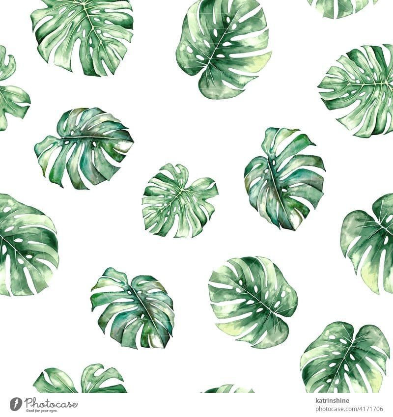 Watercolor monstera tropical leaves seamles pattern watercolor green seamless Drawing illustration jungle paper Botanical Leaf exotic Hand drawn Ornament Plant