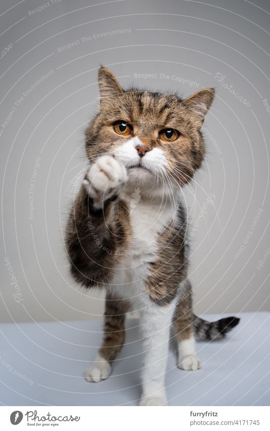 tabby white cat trying to reach camera looking sad one animal fur feline shorthair cat studio shot looking at camera reaching raising paw playful playing hungry