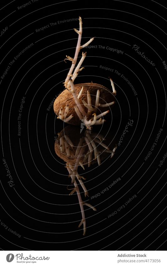 Sprouted potato on black background sprout root old vegetate grow agriculture seed natural botany shape curve food meal growth nature cultivate garden