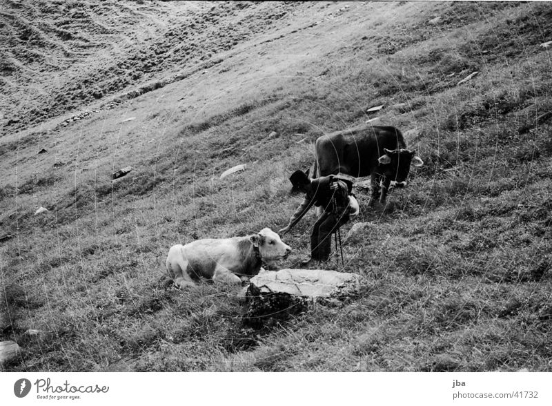 Mountain farmer_1 Cattle Loneliness Farmer Alpine pasture Landscape