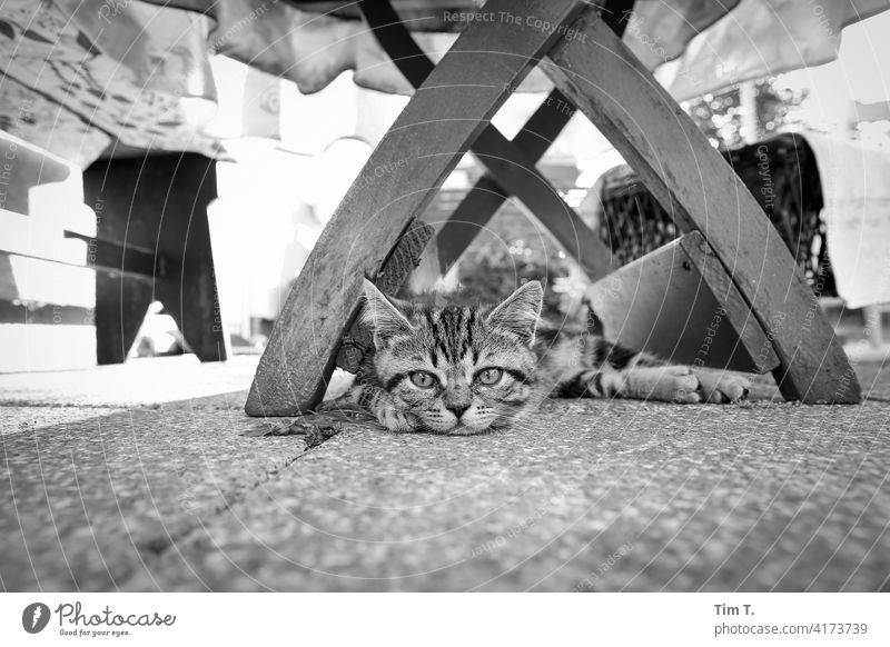 a very small tomcat lies under a wooden table in the garden Garden hangover Cat putty Taby Animal Pet Pelt Domestic cat Animal portrait Looking Animal face