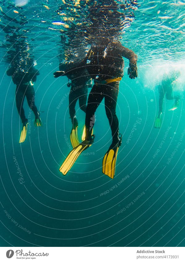 Divers swimming in deep ocean among aquatic vegetation underwater fish nature sea colorful background blue environment tropical adventure scuba dive vacation