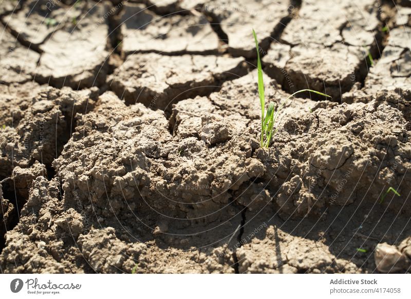 Background of cracked earth on sunny day background arid desert dry texture terrain badland nature dried mud rough structure desolate barren wild soil ecology