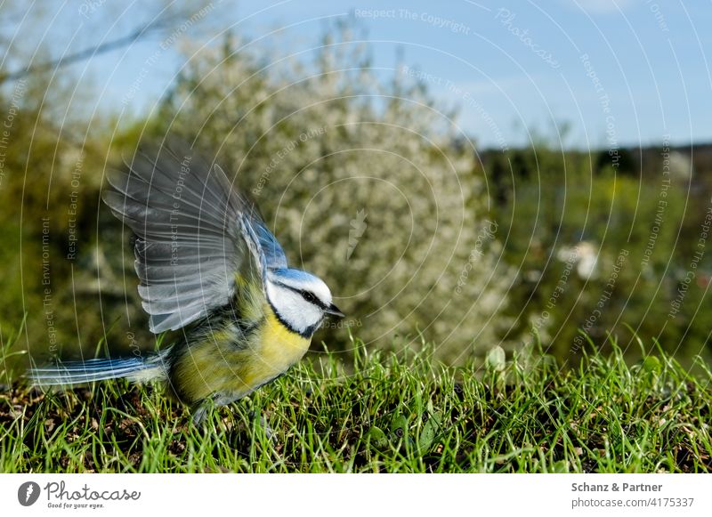 Blue Tit takes to the air garden bird garden birds Tit mouse tit Bird Escape flee take off Departure fly away Flying Grand piano Close-up Grass Tree Sky Yellow