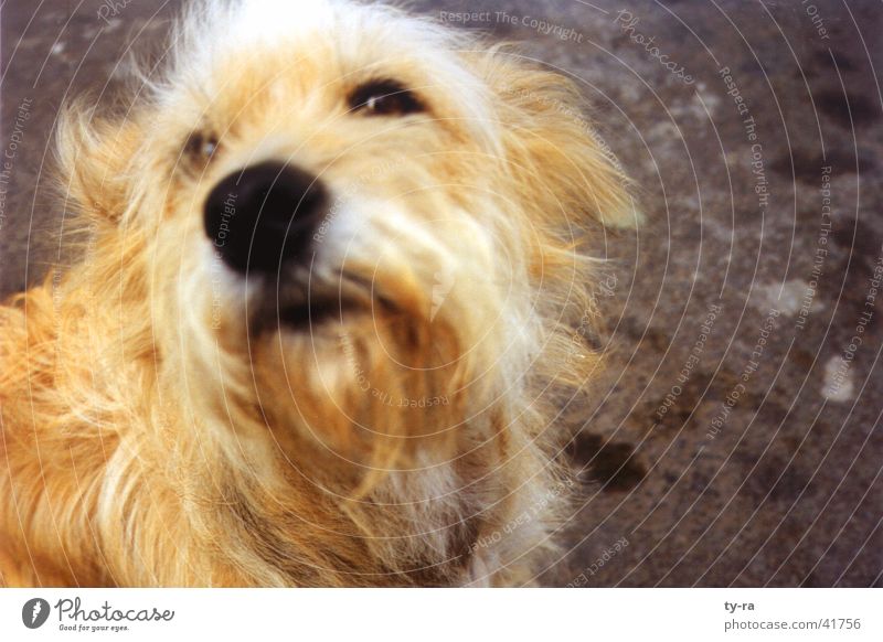 strays Dog Fuerteventura Animal Pelt Close-up