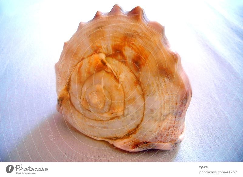 snail shell Mussel Ocean Spiral Snail