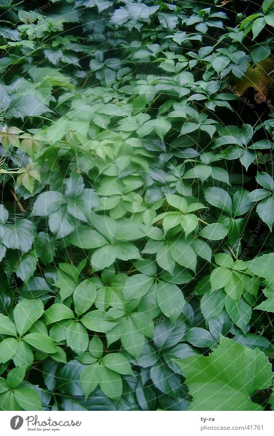 green Green Leaf Plant