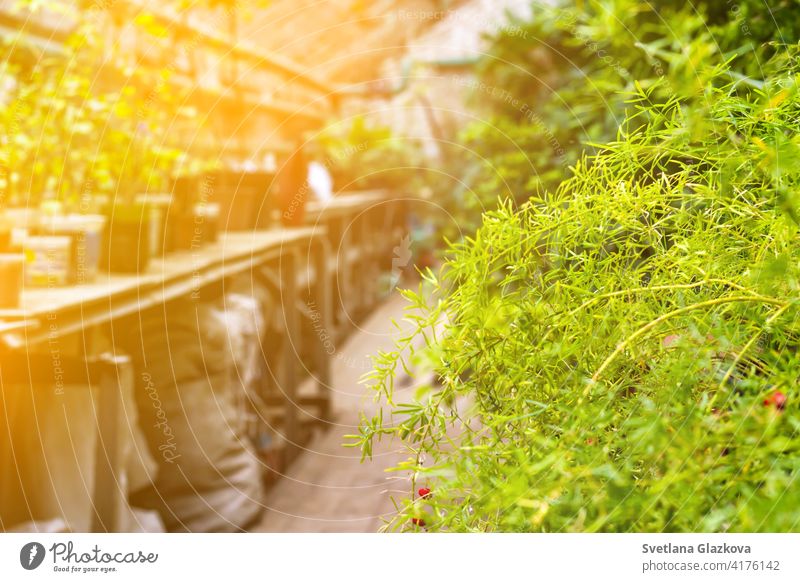 Greenhouse glasshouse sunny interior full of fresh green plants. Modern interior architecture design. Natural Indoor decorative plants. Lush botanical garden. Beautiful spring background.