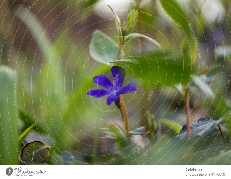 The blue flower of the small periwinkle in the garden Garden daylight Day blossom fade handle Leaf Blossom Flower Nature flora wax blossoms Blossom leave Plant