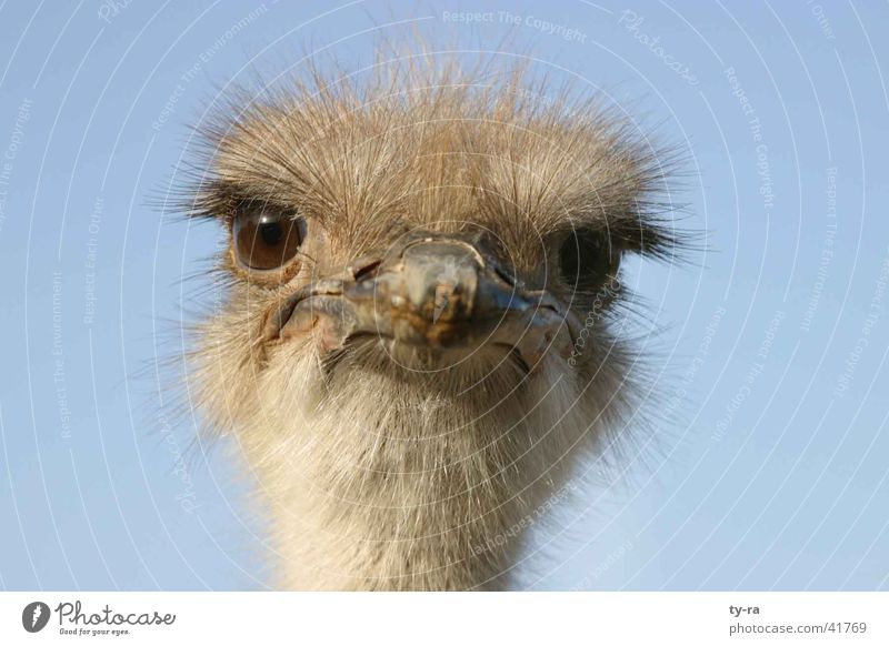 What are you looking at? Emu Bird Frontal Feather Beak crazy Bouquet Blue Eyes