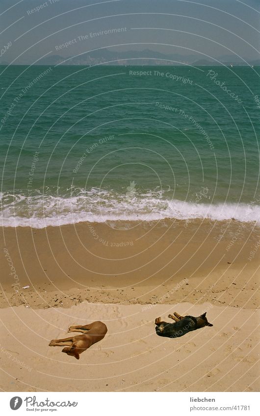 not to wake sleeping dogs! Dog Ocean Beach Waves Transport Sand Sun