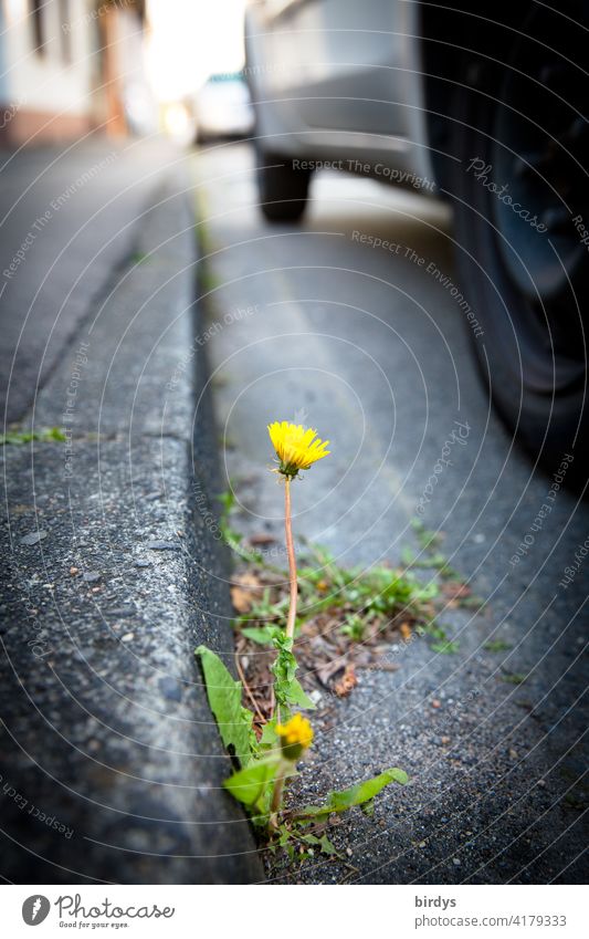 flowering dandelion at a curb between street and sidewalk next to a parked car Dandelion Asphalt Street Sidewalk will to survive Curbside Minimalistic Survive