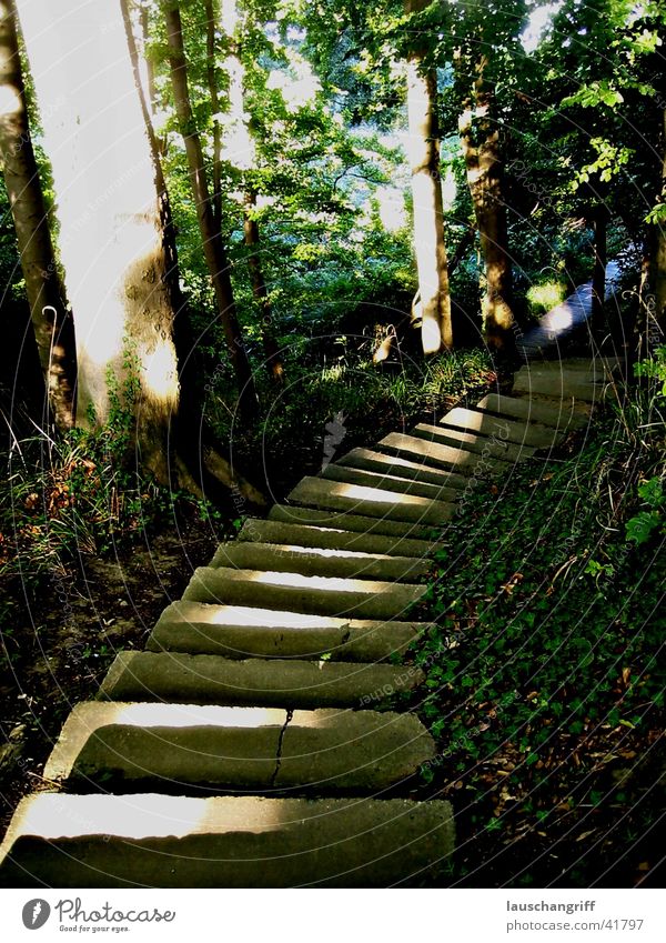 staircase Forest Stairs Lanes & trails