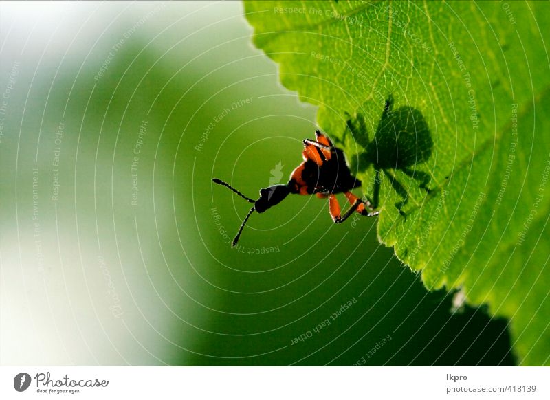 e down of wild red carabidae coccinellidae Nature Plant Grass Leaf Switch Paw Line Wild Brown Green Red Black Colour Ladybird cercopidae vulnerata chrysomelidae