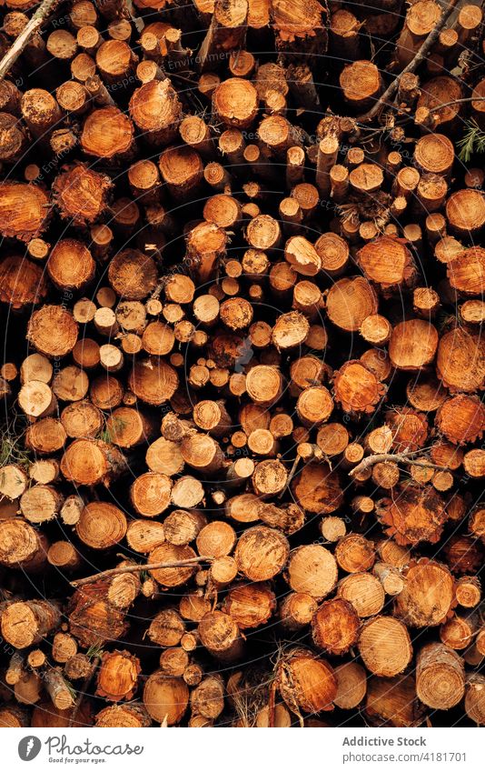 Background of natural logs placed in wood timber background lumber forest woods stack pile trunk nature cut bark plant material daytime firewood tree heap