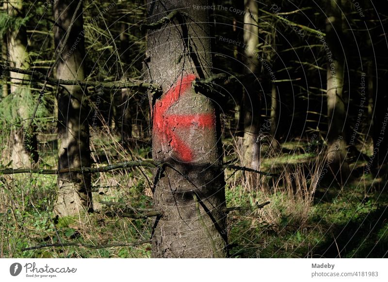 Red arrow on a tree trunk in the sunshine on a hiking trail through the Teutoburg Forest in Oerlinghausen near Bielefeld in East Westphalia-Lippe Arrow