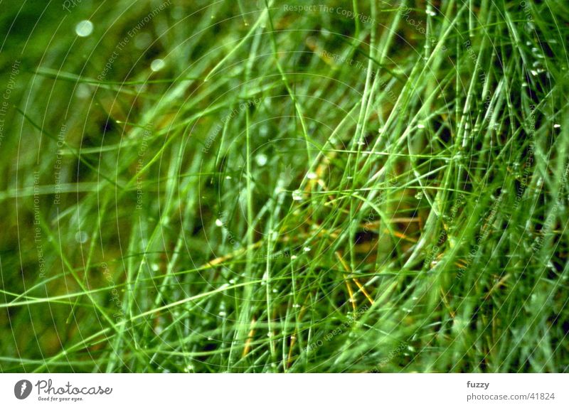 grass Grass Dew