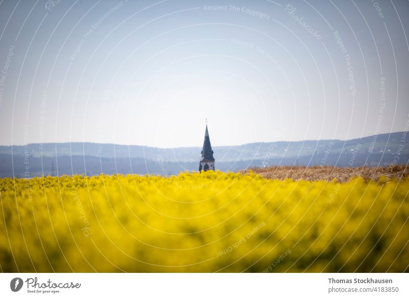 Brassica napus, flowering field of rapeseed, behind it a small church tower, small hills in the background agriculture bio blossom blue brassica canola