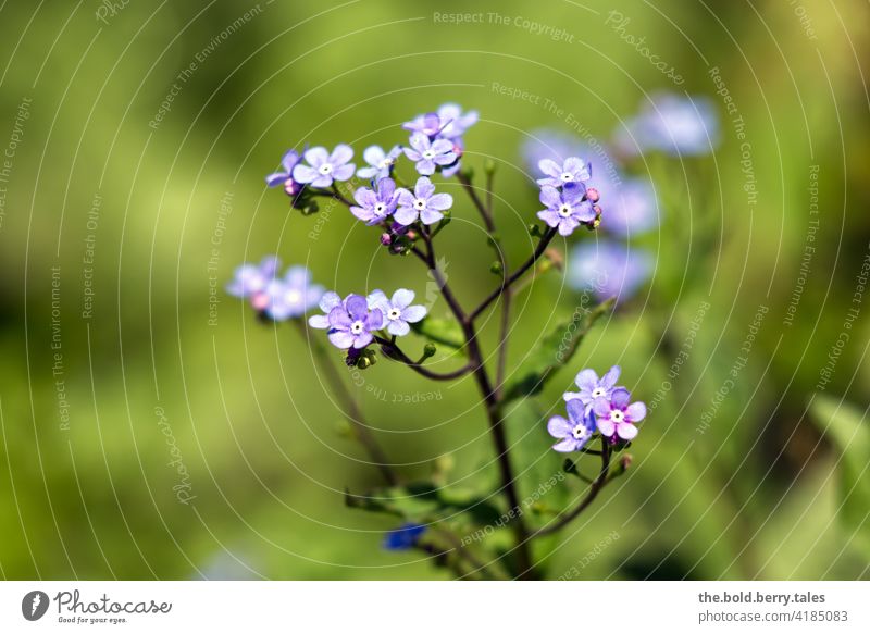 FORGET-ME-NOT Forget-me-not forget-me-not flower Blue Spring Flower Blossom Plant Nature Colour photo Blossoming Shallow depth of field Close-up Exterior shot