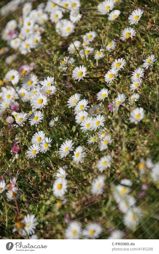 Daisies - they are back! Daisy Meadow Spring Flower meadow Perennial daisy Made to measure Thousand Beautiful Monthly Röserl margritli Lawn Nature