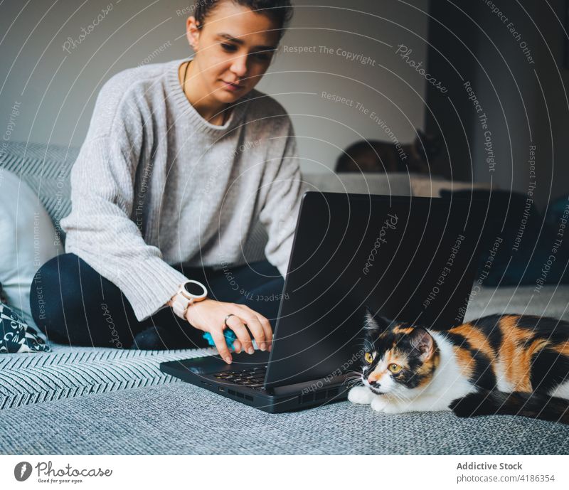 Concentrated young lady working online on netbook while sitting on sofa with cat woman laptop remote calico together freelance concentrate home living room