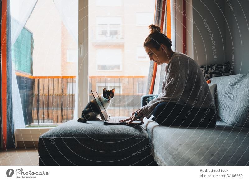 Crop of young lady working online on netbook while sitting on sofa with cat woman laptop remote calico together freelance concentrate home living room owner pet