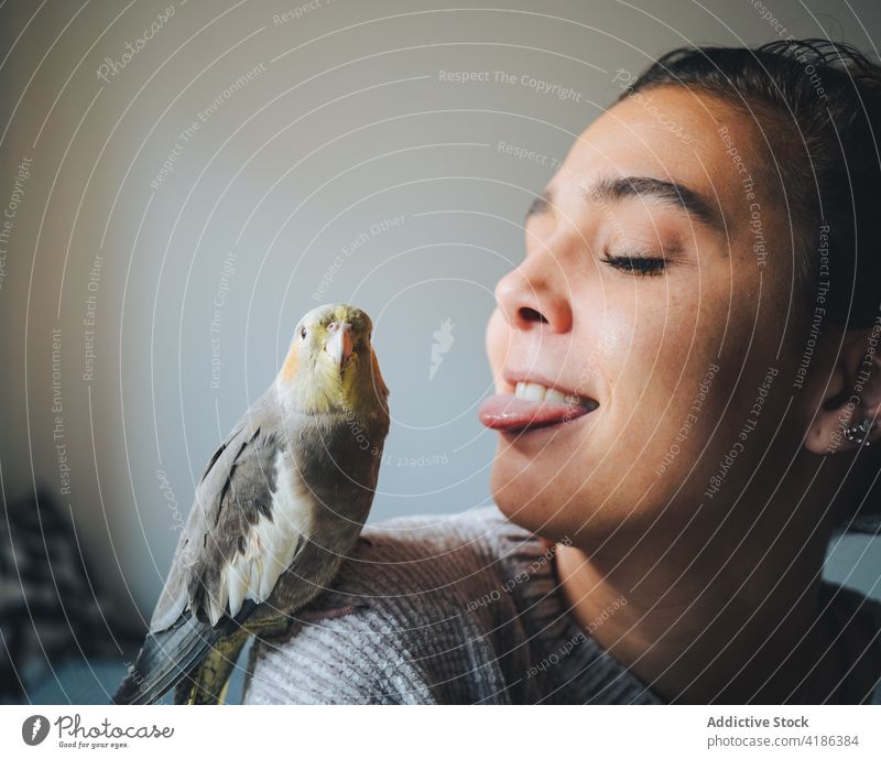 Young lady sticking out tongue cute Nymphicus hollandicus bird sitting on shoulder at home woman nymphicus hollandicus cockatiel owner together pet avian exotic