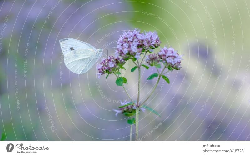 lemon butterfly Nature Plant Animal Summer Garden Butterfly 1 Beautiful Blue Green Violet White Colour photo