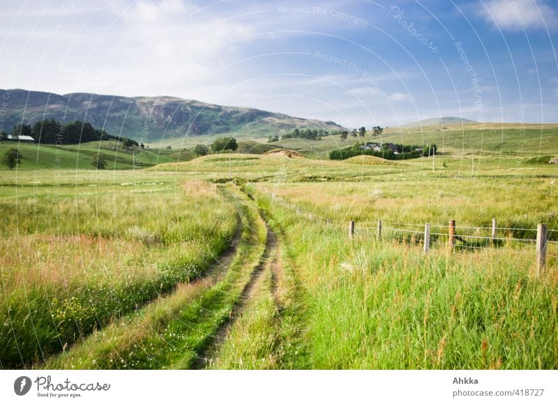 Green meadow landscape in summery Scotland, country lane Life Harmonious Senses Calm Meditation Vacation & Travel Adventure Far-off places Freedom Summer Hiking