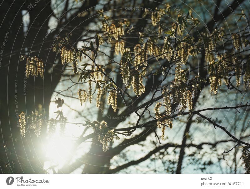 spring Environment Nature Spring Tree Plant Beautiful weather Twigs and branches Subdued colour Colour photo Detail Deserted Long shot Exterior shot Blossom