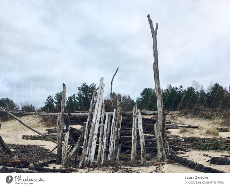 Driftwood construction on the beach Beach Beach life Sand Wood old trees Sea coastline winter day Coast Baltic Sea Water Sandy beach cloudy weather