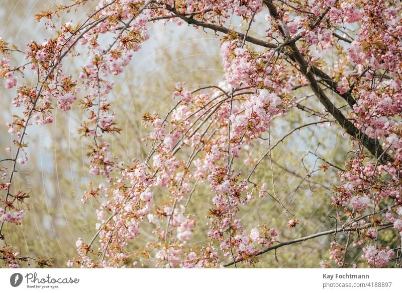 Prunus serrulata in bloom during springtime beautiful beauty blooming blossom branch bright cherry decoration flowers fresh fukushima japanese leaf natural
