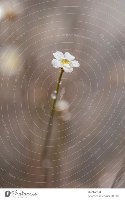 Small white flower with rain drops drip Branch Plant Nature Twig Spring Tree Blossom Exterior shot Growth Sky Rain raindrops reflection