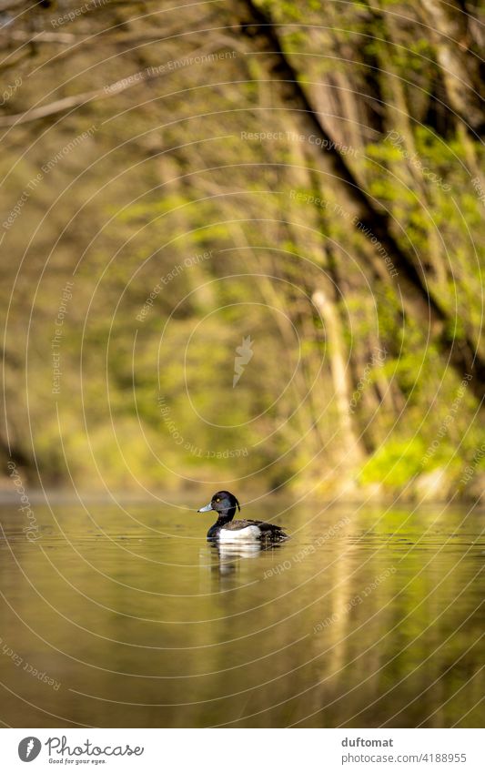 Low level image of a great crested grebe water bird in green landscape Spring Nature Bird naturally Sunlight Reflection Seasons Shallow depth of field Water