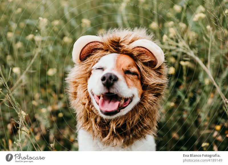 cute jack russell dog wearing a lion costume on head with eyes closed. Happy dog outdoors in nature in yellow flowers meadow. Sunny spring fun country sunny