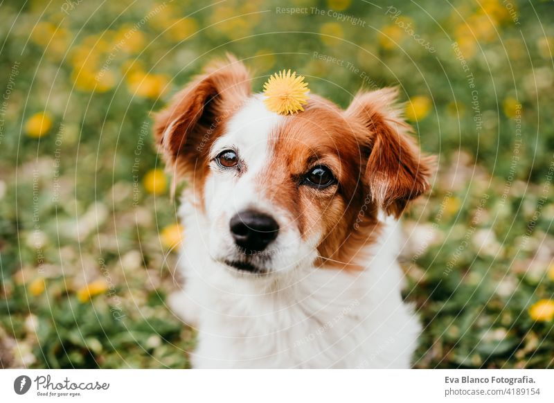 cute jack russell dog with yellow flower on head. Happy dog outdoors in nature in yellow flowers park. Sunny spring fun country sunny small easter beauty