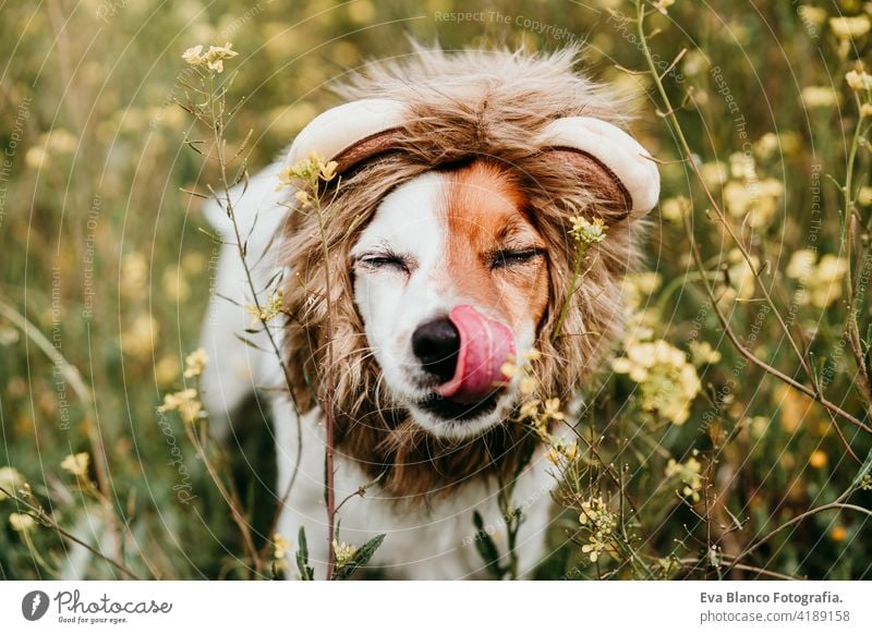 cute jack russell dog wearing a lion costume on head. Happy dog licking nose with tongue outdoors in nature in yellow flowers meadow. Sunny spring fun country