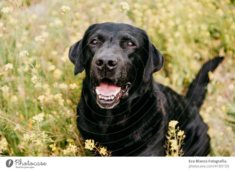 Happy Black labrador dog outdoors in nature in yellow flowers meadow. Sunny spring black labrador lion costume fun country sunny cute small easter beauty