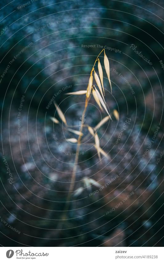 a single dry yellow spike of oats in a field avena cereal plant agriculture background farm branch brown closeup nature fall macro outdoors seed botanic detail
