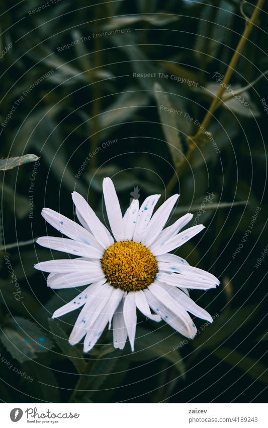 leucanthemum flower in nature outdoors Leucanthemum beauty floral green leaf color detail field macro wildflower yellow 1 bright decoration marguerite grass