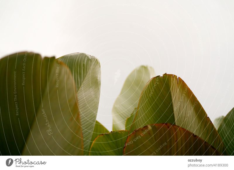 banana leaf background - a Royalty Free Stock Photo from Photocase