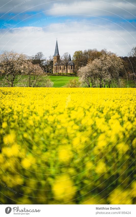 The church behind the rape field Church Canola Canola field Oilseed rape flower Oilseed rape cultivation Church spire Landscapes Field Yellow Agriculture