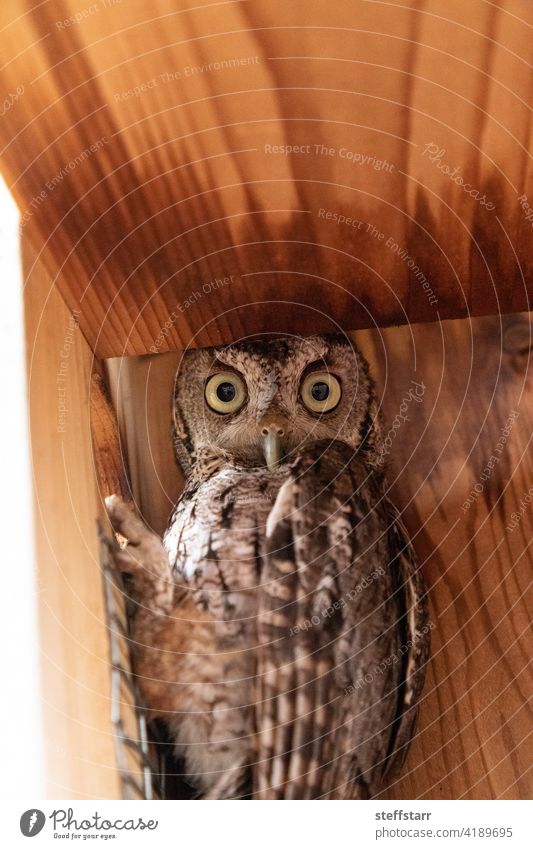 Alert female eastern screech owl Megascops asio in a nest box Bird nesting bird of prey raptor alert spring breeding feathers nestbox bird box large eyes