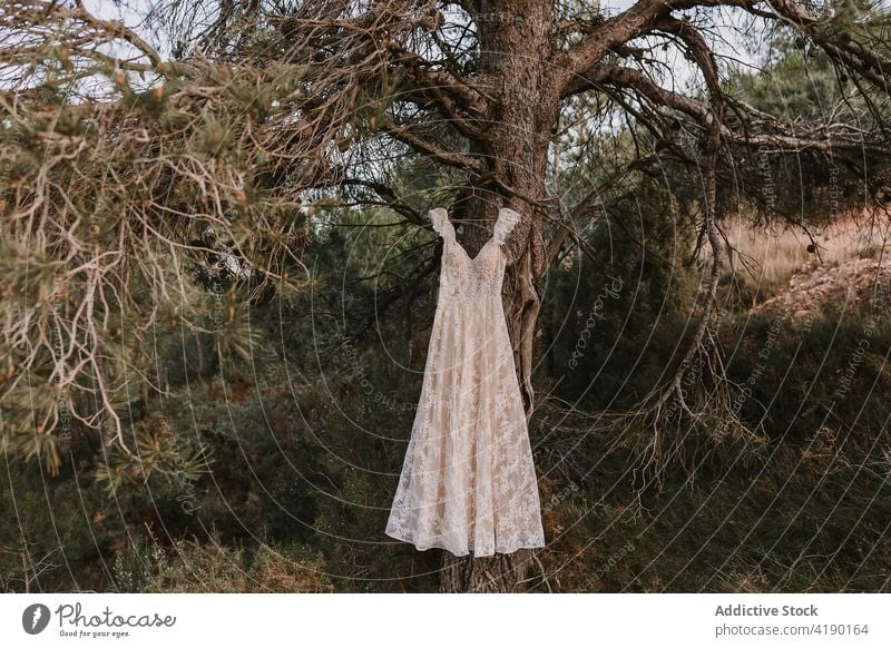 Wedding dress hanging on tree wedding white dress nature branch rural countryside bridal tradition elegant coniferous celebrate event style marriage occasion