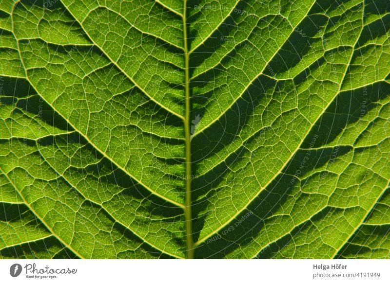 Green leaf Leaf Rachis Plant Leaf green Growth Structures and shapes Close-up Detail Nature Foliage plant Environment Pattern Light