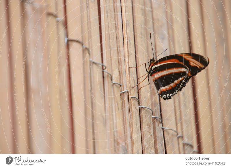 resting butterfly on screen Butterfly Spring passion flower butterfly Orange Black Striped zebra passion flower butterfly wood privacy screen Minimalistic