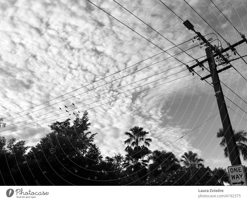 Birds on the power line in tropics birds High voltage power line Energy industry Electricity Technology Cable Power transmission high voltage Transmission lines