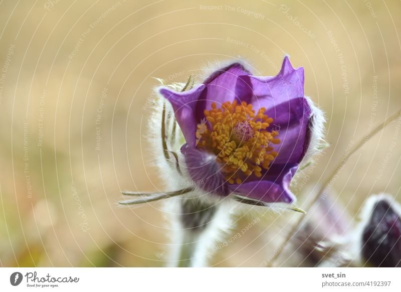 Pulsatilla patens flower head with purple petals and orange center outdoors close-up. Pulsatilla patens, eastern pasqueflower, spreading anemone. Blooming purple fluffy snowdrop bud close-up.